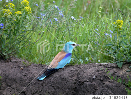 European roller on the ground with flowers European roller on the ground with flowers 34626413