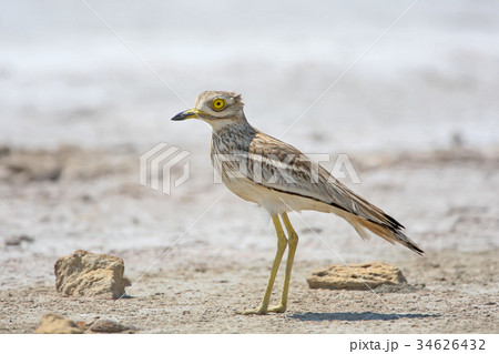 Curlew stone on the sand 34626432