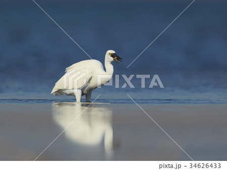 Little white heron fishing in water 34626433