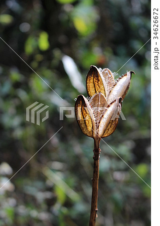 裂けたウバユリの実（晩秋・初冬のイメージ） 34626672