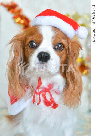 サンタの衣装を着たキャバリア 34626941