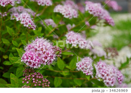 爽やかで可憐なシモツケ 爽やかで可憐なシモツケ 34626969