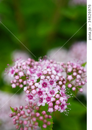 爽やかで可憐なシモツケ 爽やかで可憐なシモツケ 34626976