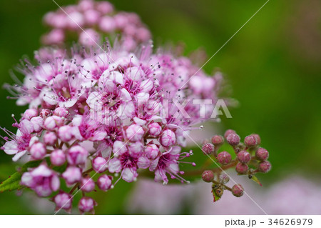 爽やかで可憐なシモツケ 爽やかで可憐なシモツケ 34626979