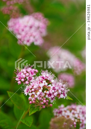 爽やかで可憐なシモツケ 34626981