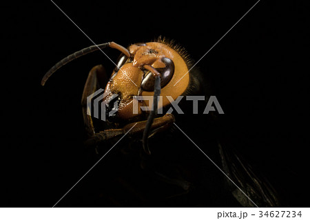オオスズメバチ Japanese giant hornet オオスズメバチ Japanese giant hornet 34627234