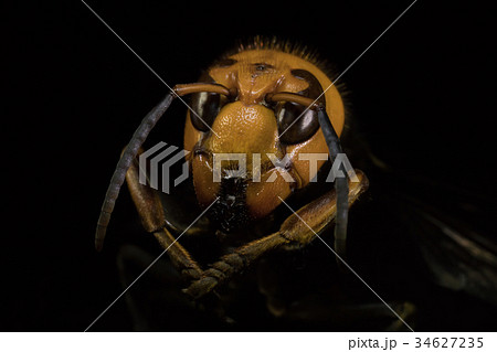 オオスズメバチ Japanese giant hornet オオスズメバチ Japanese giant hornet 34627235