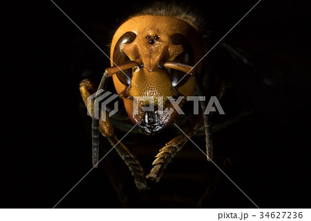 オオスズメバチ Japanese giant hornet オオスズメバチ Japanese giant hornet 34627236