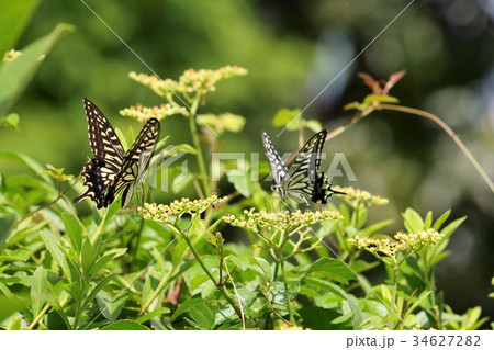 昆虫「キアゲハ:オス&メス」禁野車塚古墳:大阪府枚方市 昆虫「キアゲハ:オス&メス」禁野車塚古墳:大阪府枚方市 34627282