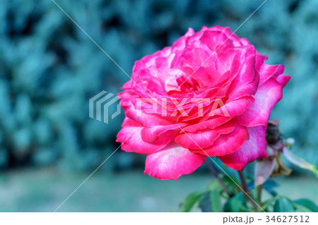 Beautiful, delicate rose in the garden 34627512