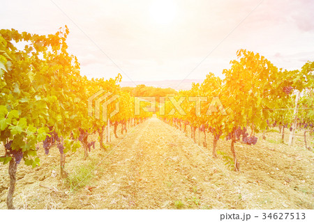grape harvest at sunset - Tuscany 34627513