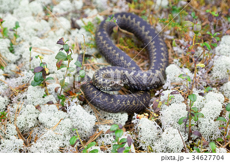 Siberian viper in the wild Siberian viper in the wild 34627704