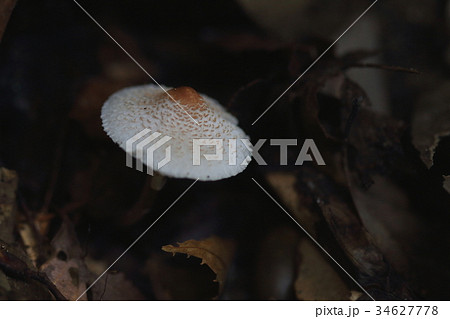 自然 植物 キツネノカラカサ 白地に真ん中が茶色 なだらかな円錐形のかわいいキノコの写真素材