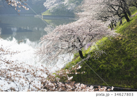 お濠端の桜 東京・千鳥ヶ淵 お濠端の桜 東京・千鳥ヶ淵 34627803