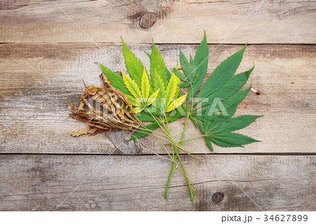 autumn dried cannabis leaves 34627899