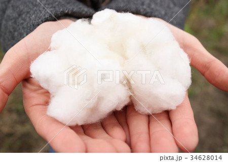 綿 34628014