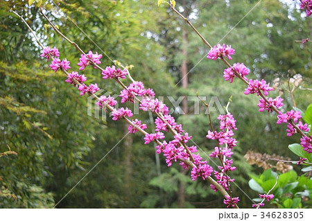 ハナズオウ 34628305