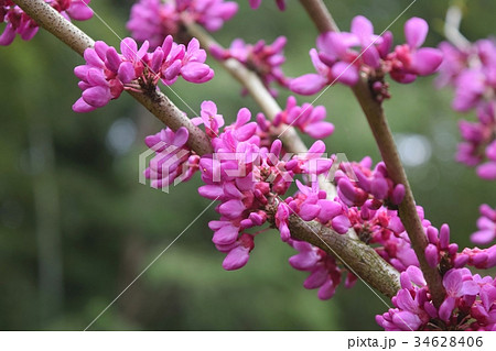 ハナズオウ ハナズオウ 34628406