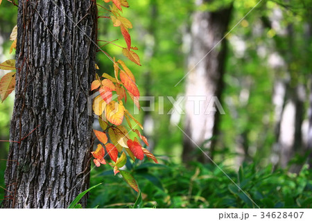 戦場ヶ原 34628407