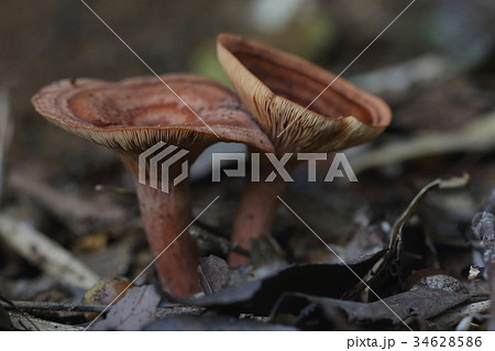 自然 茸 ニオイワチチタケ、クヌギやコナラの生えている雑木林の林縁に群生していました 自然 茸 ニオイワチチタケ、クヌギやコナラの生えている雑木林の林縁に群生していました 34628586