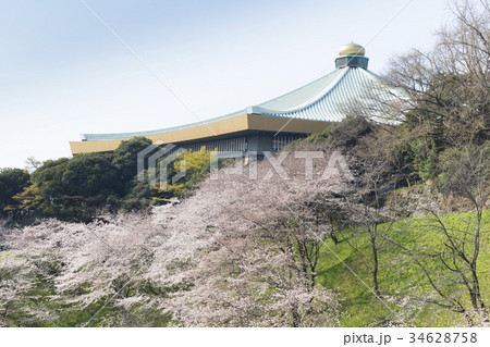 桜の日本武道館 34628758