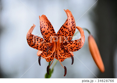 コオニユリ コオニユリ 34628766