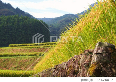 美味しい棚田米 34628817