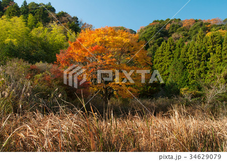 秋景 34629079