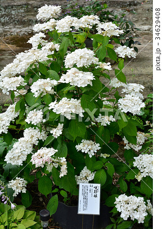横浜・瀬戸神社(金沢八景)の紫陽花 横浜・瀬戸神社(金沢八景)の紫陽花 34629408