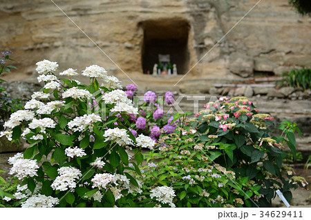 横浜・瀬戸神社(金沢八景)の紫陽花 横浜・瀬戸神社(金沢八景)の紫陽花 34629411