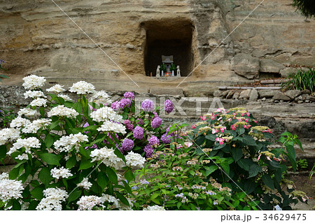 横浜・瀬戸神社(金沢八景)の紫陽花 横浜・瀬戸神社(金沢八景)の紫陽花 34629475