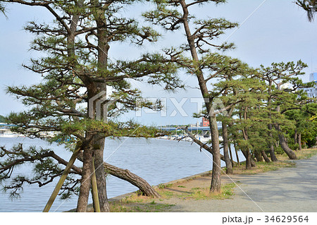 横浜・枇杷島弁財天(金沢八景) 横浜・枇杷島弁財天(金沢八景) 34629564