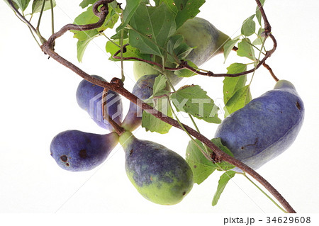 アケビの果実 34629608