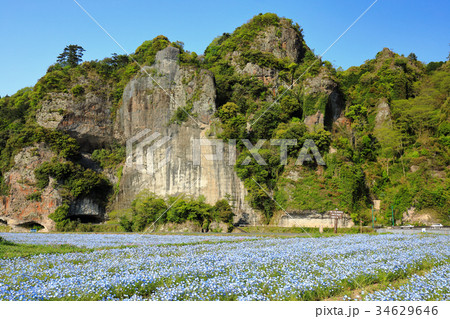 耶馬渓 春、新緑の競秀峰とネモフィラ 耶馬渓 春、新緑の競秀峰とネモフィラ 34629646