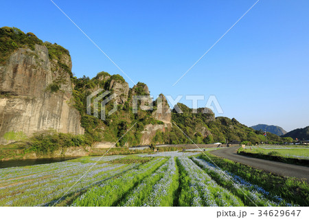 耶馬渓 春、新緑の競秀峰とネモフィラ 耶馬渓 春、新緑の競秀峰とネモフィラ 34629647