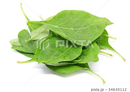 Matrimony vine leaf Matrimony vine leaf 34630112