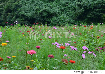 秋のくりはま花の国 34630162
