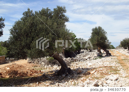 Olive grove Olive grove 34630770