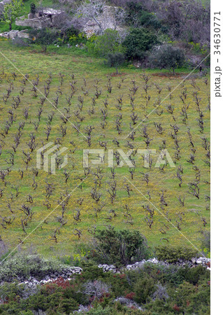 Traditional Mediterranean vineyards, Croatia 34630771