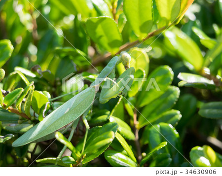 カマキリ カマキリ 34630906