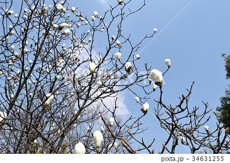 開花前の白木蓮 開花前の白木蓮 34631255