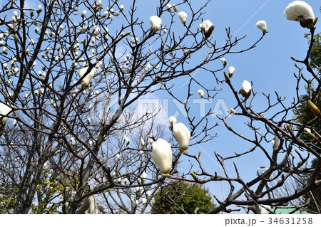 開花前の白木蓮 開花前の白木蓮 34631258