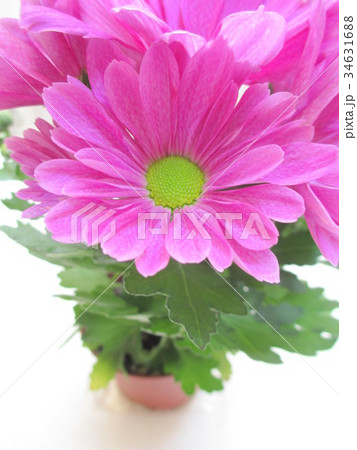 ピンク色の菊の花 34631688