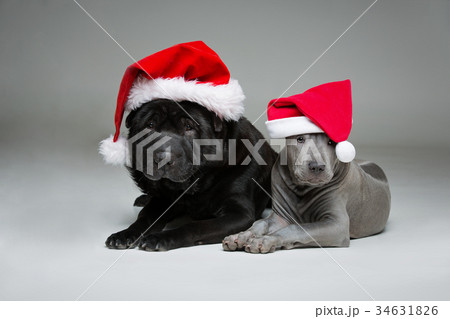 thai ridgeback puppy and shar pei dog 34631826