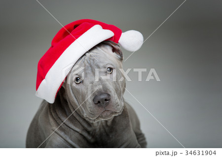 thai ridgeback puppy in xmas hat 34631904