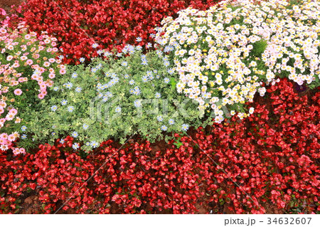fresh beautiful flowers background texture wallpag 34632607