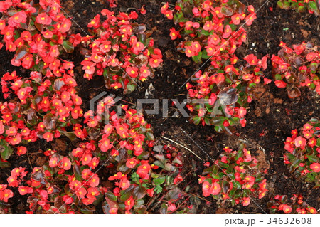 fresh beautiful flowers background texture wallpag 34632608