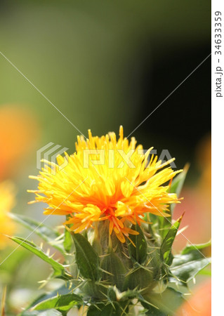 ベニバナ 34633359