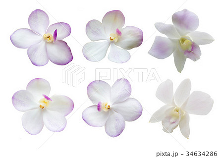 Set Of White Orchid Flowers Isolated On White 34634286
