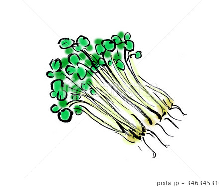 カイワレ大根 カイワレ大根 34634531